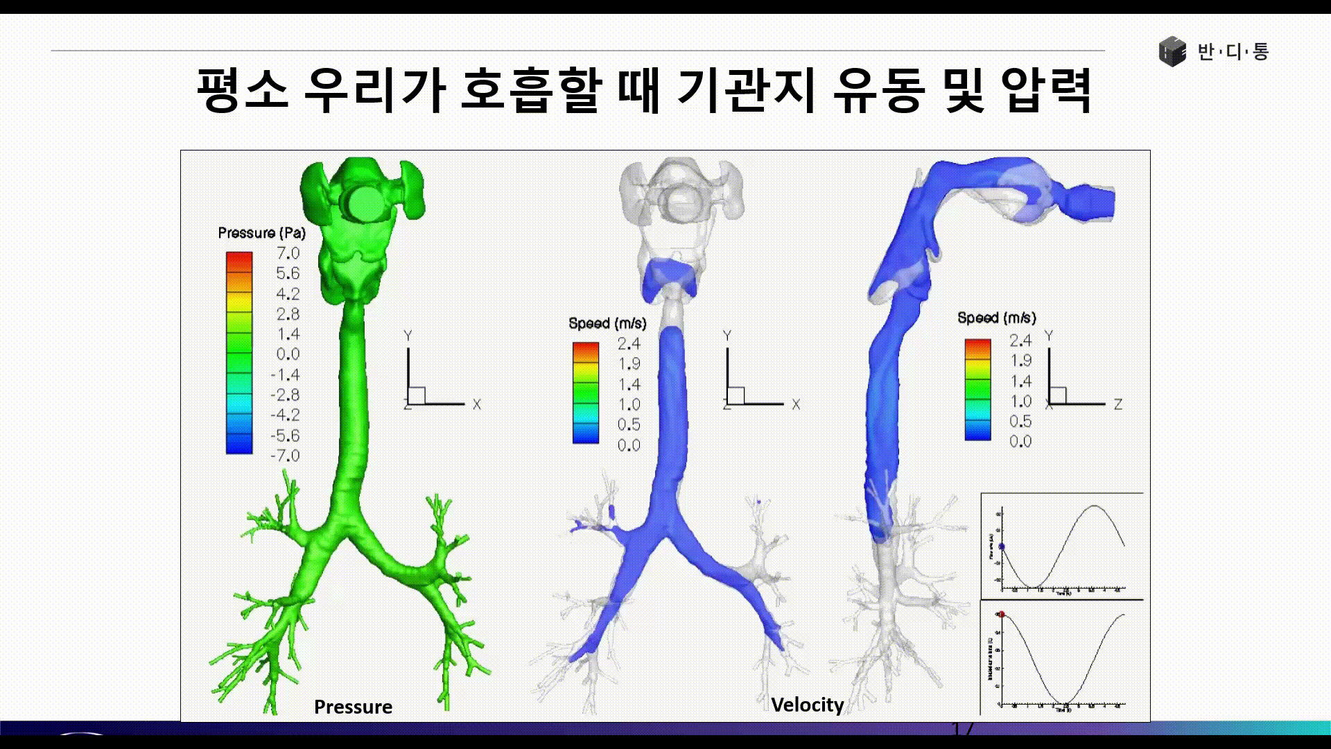 평소 우리가 호흡할 때 기관지 유동 및 압력